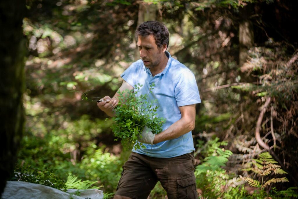 producteur cueilleur de plantes aromariques