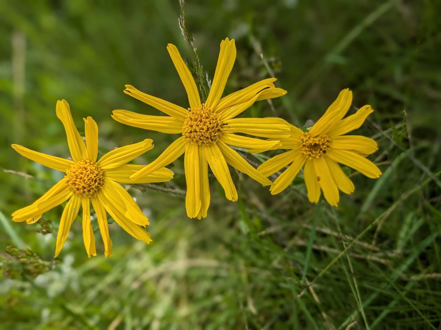 Lire la suite à propos de l’article La cueillette d’Arnica à la SICARAPPAM !