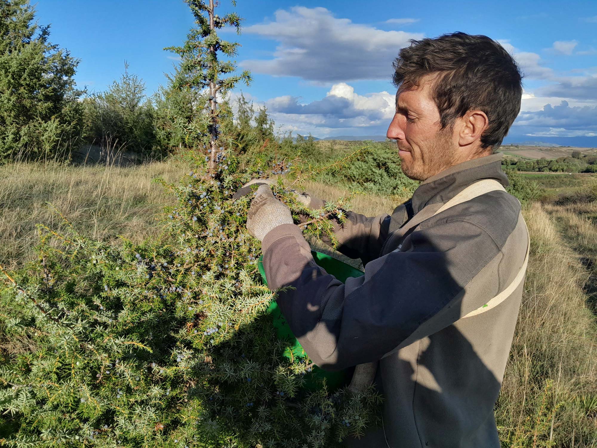 Lire la suite à propos de l’article Cueillette d’automne : la baie de genévrier…