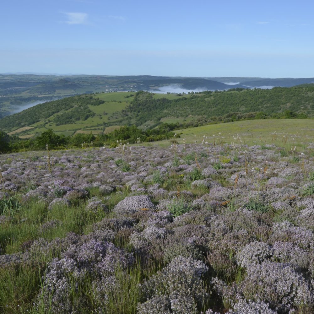 Parcelle de thym en cueillette sauvage